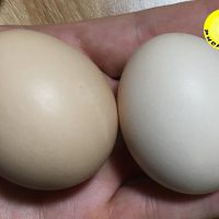 Màu sắc trứng gà chọi