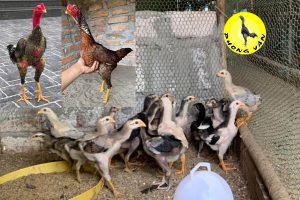 Bán gà chọi giống đẹp